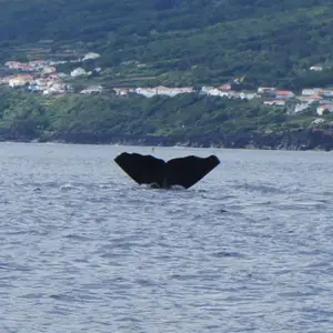 2011-07-24 - Whale watching