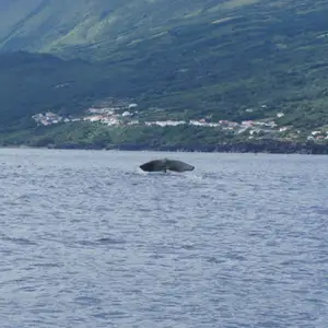 2011-07-24 - Whale watching