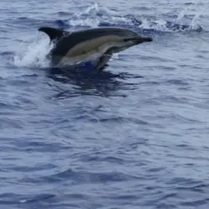 2011-07-24 - Delfinschwimmen