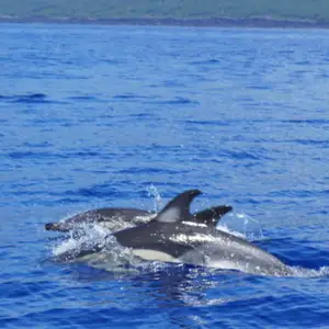 2011-07-24 - Delfinschwimmen