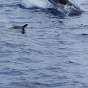 2011-07-24 - Delfinschwimmen