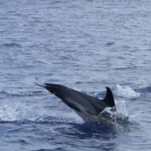 2011-07-24 - Delfinschwimmen