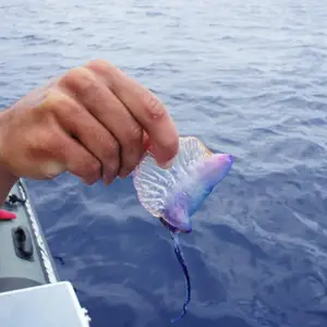 2011-07-24 - Portugiesische Galeere (Qualle)