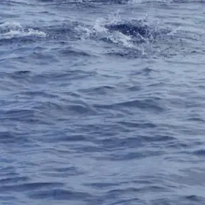 2011-07-24 - Delfinschwimmen