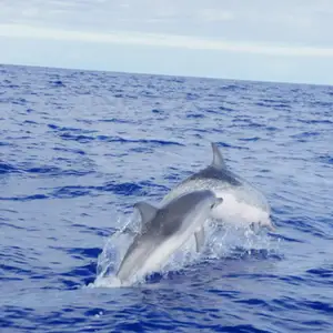 2011-07-24 - Delfinschwimmen