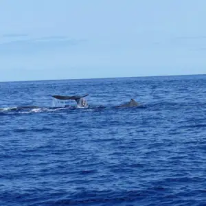 2011-07-25 - Whale watching