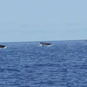 2011-07-24 - Whale watching