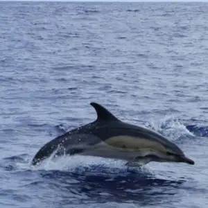 2011-07-24 - Delfinschwimmen