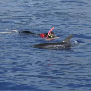 2011-07-24 - Delfinschwimmen