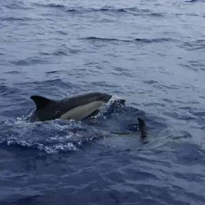 2011-07-24 - Delfinschwimmen