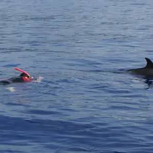 2011-07-24 - Delfinschwimmen