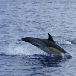 2011-07-24 - Delfinschwimmen