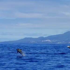 2011-07-24 - Delfinschwimmen