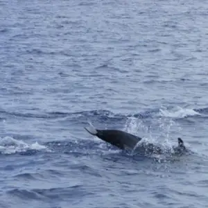 2011-07-24 - Delfinschwimmen