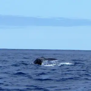2011-07-24 - Whale watching