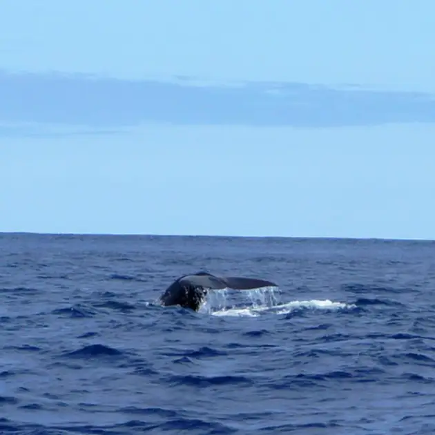 2011-07-24 - Delfinschwimmen