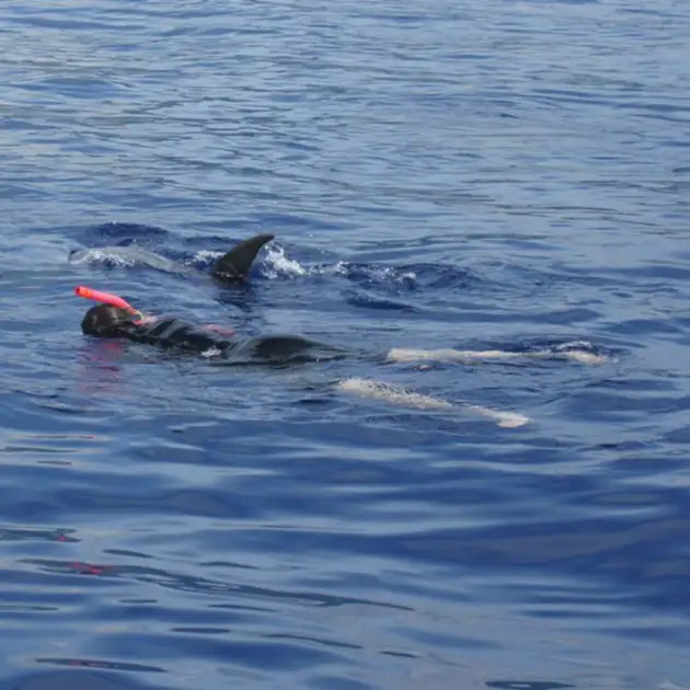 2011-07-24 - Delfinschwimmen