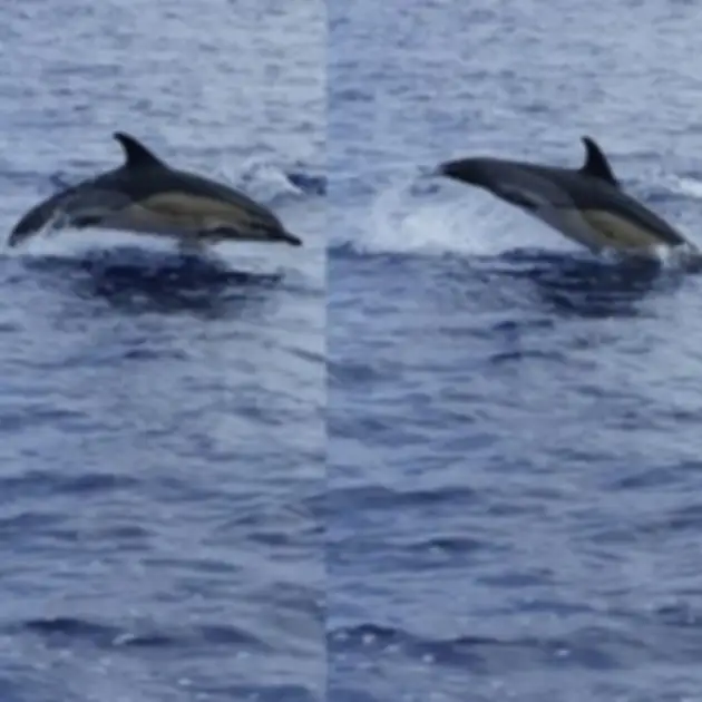 2011-07-24 - Delfinschwimmen