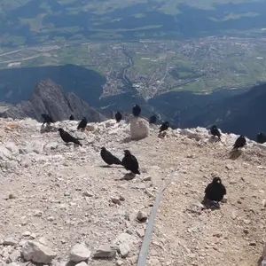 2012-08-12 - Kurz bevor wir von den Killerdohlen gefressen wurden...