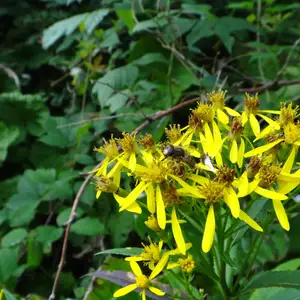 2012-08-04 - Blümchen und Bienchen