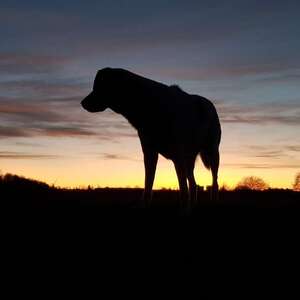 2023-06-25 - Bilder von unserem Hund Occhi